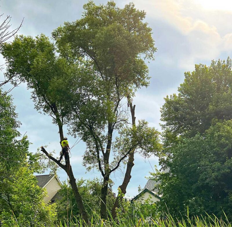 Waukesha County Tree Service