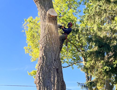 Why Trimming Your Trees Is Important