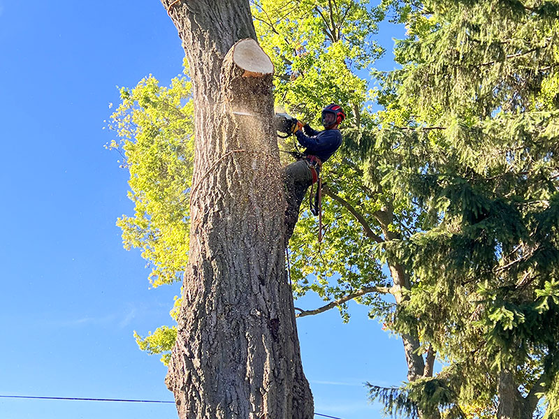 Waukesha WI Tree Removal
