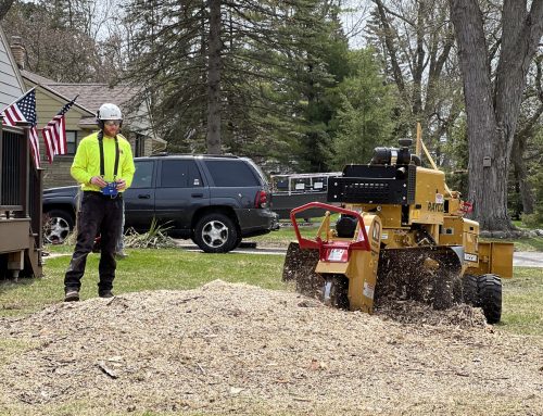 Why You Should Remove Tree Stumps Instead of Leaving Them