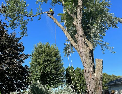 Signs a Tree Should Be Cut Down
