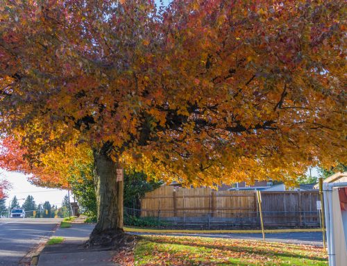 Fall Is the Perfect Time to Inspect Your Trees